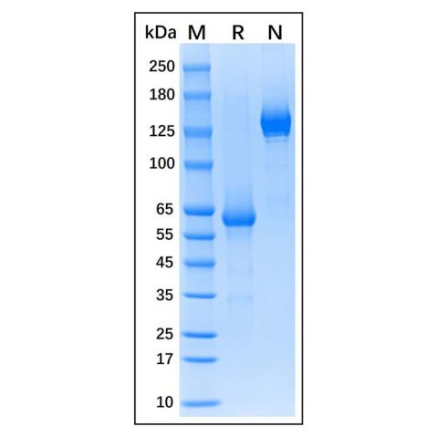 aladdin 阿拉丁 rp146027 Recombinant Human FGL1 Protein Animal Free, >95% (SDS-PAGE), Active, HEK293, C-Fc tag, 23-312 aa