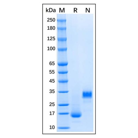 aladdin 阿拉丁 rp146397 Recombinant Human GDNF Protein Animal Free, ≥97% (SDS-PAGE), Active, HEK293, No tag, 83-185 aa