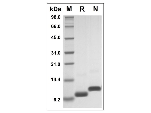 aladdin 阿拉丁 rp146664 Recombinant Human GRO Gamma Protein Animal Free, >97%(SDS-PAGE and HPLC), Active, E.coli, No tag, 35-107 aa