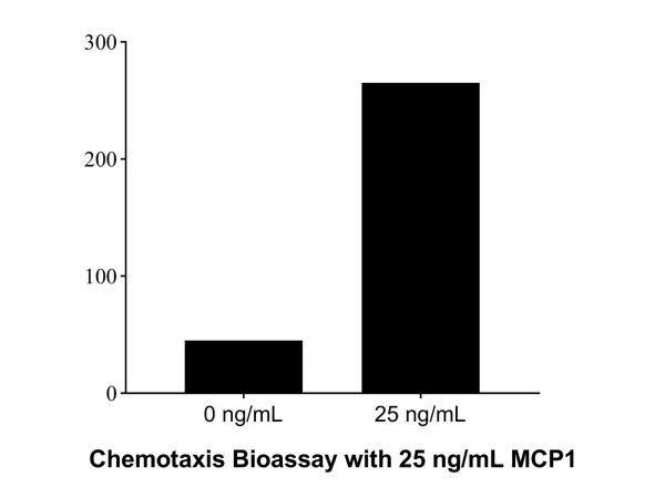 aladdin 阿拉丁 rp148600 Recombinant Human MCP1 Protein Animal Free, >92% (SDS-PAGE), Active, E. coli, His tag, 24-99 aa