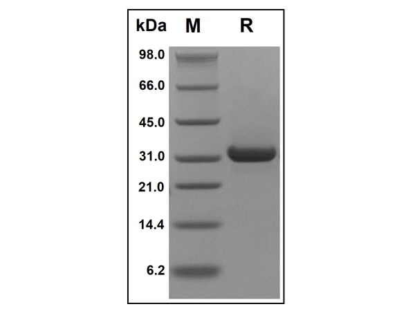 aladdin 阿拉丁 rp150316 Recombinant Human PLGF Protein Animal Free, >97%(SDS-PAGE and HPLC), Active, E.coli, No tag, 19-170 aa