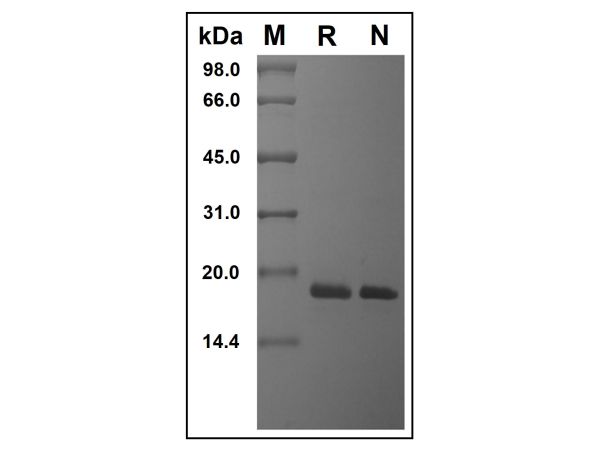 aladdin 阿拉丁 rp150679 Recombinant Human PTN Protein Animal Free, >96% (SDS-PAGE&HPLC), Active, E.coli, No tag, 33-168 aa