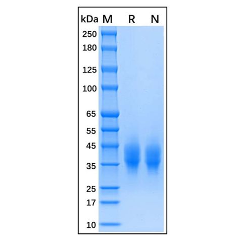 aladdin 阿拉丁 rp152424 Recombinant Human Tissue Factor Protein Animal Free, >95% (SDS-PAGE), Active, 293F, His-tag; 34-251 aa