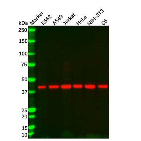 aladdin 阿拉丁 Ab175849 beta Actin Mouse mAb (HRP) mAb ( FG01/2D10); Mouse anti Human beta actin Antibody; WB; HRP
