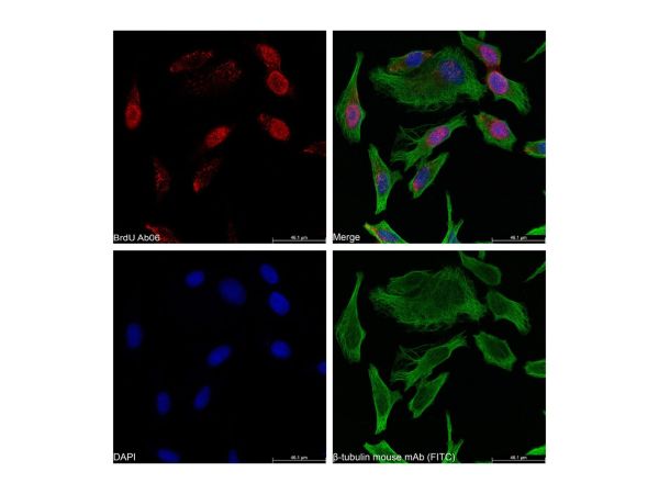 aladdin 阿拉丁 Ab176205 BrdU Mouse mAb mAb (AB06/4C1); Mouse anti BrdU Antibody; Flow, ICC/IF, ELISA; Unconjugated