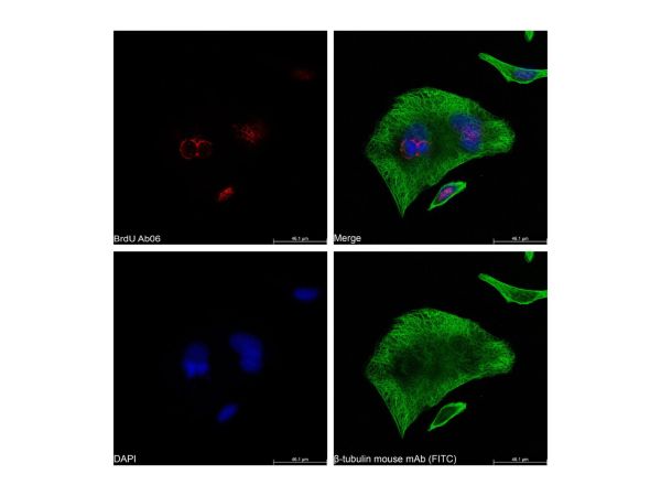 aladdin 阿拉丁 Ab176205 BrdU Mouse mAb mAb (AB06/4C1); Mouse anti BrdU Antibody; Flow, ICC/IF, ELISA; Unconjugated