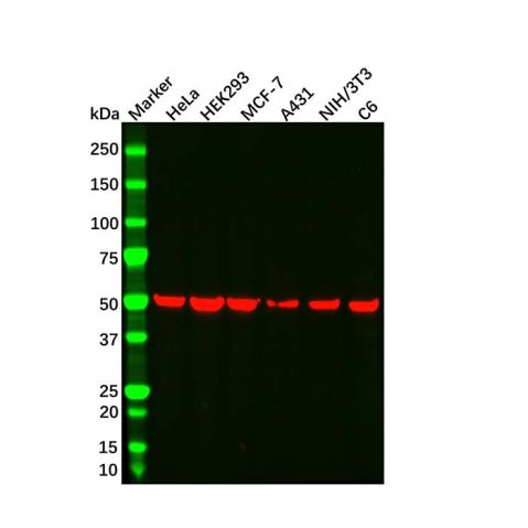 aladdin 阿拉丁 Ab179922 beta Tubulin Mouse mAb mAb (AB02/3C10); Mouse anti Human beta tubulin Antibody; WB, Flow, ELISA; Unconjugated