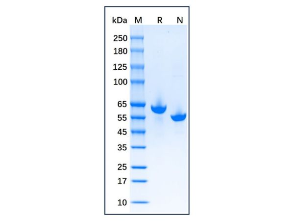 aladdin 阿拉丁 np175940 Native Goat Serum Albumin Protein ≥95% (HPLC&SDS-PAGE)