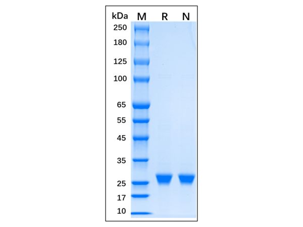 aladdin 阿拉丁 rp156465 Recombinant EN-TEV Protease Protein Carrier free, >98% (SDS-PAGE), Active, E.coli, N-His tag, 2038-2279 aa