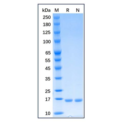 aladdin 阿拉丁 rp169583 Recombinant Human CD40 Ligand/TNFSF5 Protein Carrier Free, >98% SDS-PAGE, E.coli, His tag, 108-261 aa