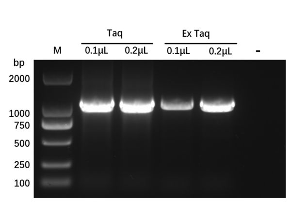 aladdin 阿拉丁 A156186 Recombinant Taq DNA Polymerase Protein 9012-90-2 >95%