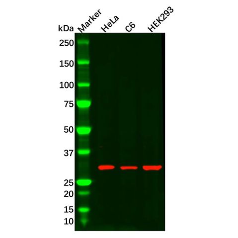 aladdin 阿拉丁 Ab090177 ATP6V1D Antibody pAb; Rabbit anti Human ATP6V1D Antibody; WB, IHC; Unconjugated