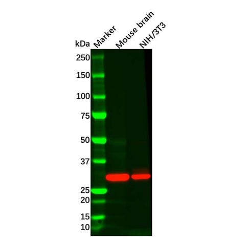 aladdin 阿拉丁 Ab090177 ATP6V1D Antibody pAb; Rabbit anti Human ATP6V1D Antibody; WB, IHC; Unconjugated