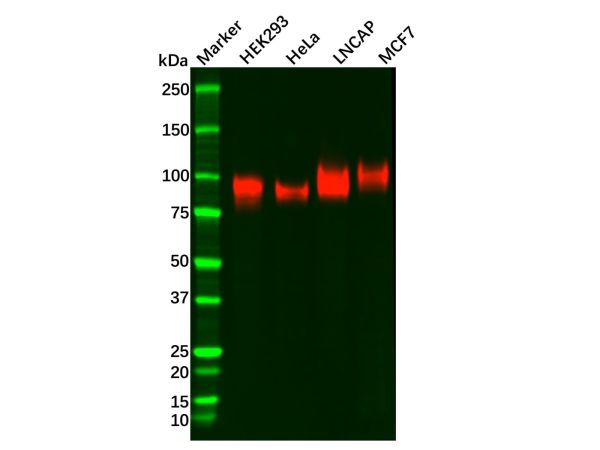 aladdin 阿拉丁 Ab094381 CD276 Antibody pAb; Rabbit anti Human CD276 Antibody; WB, IHC, Flow; Unconjugated