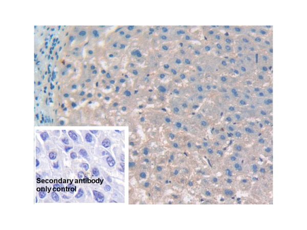 aladdin 阿拉丁 Ab094381 CD276 Antibody pAb; Rabbit anti Human CD276 Antibody; WB, IHC, Flow; Unconjugated