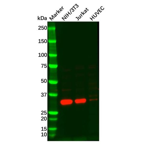 aladdin 阿拉丁 Ab103322 FGF5 Antibody pAb; Rabbit anti Human FGF5 Antibody; WB; Unconjugated