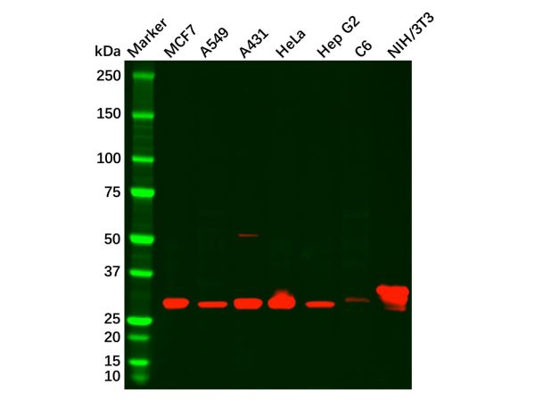 aladdin 阿拉丁 Ab104584 Galectin 3 Antibody pAb; Rabbit anti Human Galectin 3 Antibody; WB, IHC, ICC, IF; Unconjugated