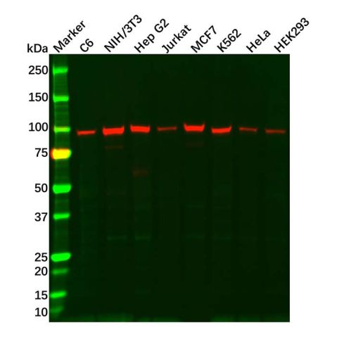 aladdin 阿拉丁 Ab106543 GRP94 Antibody pAb; Rabbit anti Human GRP94 Antibody; WB, IHC; Unconjugated