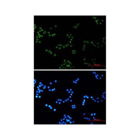 aladdin 阿拉丁 Ab108080 Recombinant Histone H4 Antibody Recombinant (R05-8H9); Rabbit anti Human Histone H4 Antibody; WB, IHC, ICC, IF; Unconjugated