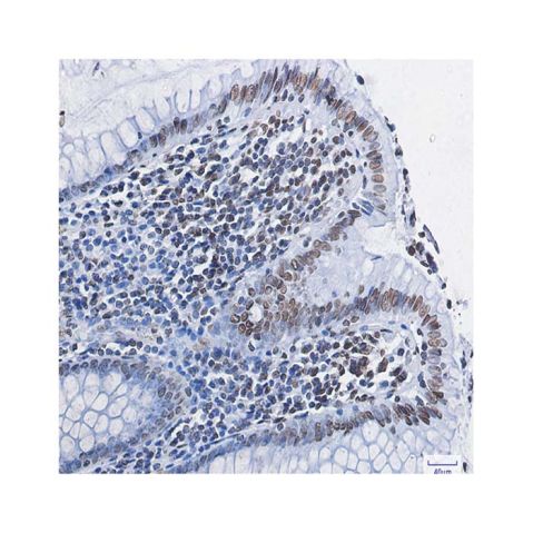 aladdin 阿拉丁 Ab108080 Recombinant Histone H4 Antibody Recombinant (R05-8H9); Rabbit anti Human Histone H4 Antibody; WB, IHC, ICC, IF; Unconjugated