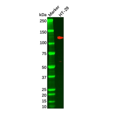 aladdin 阿拉丁 Ab113089 Recombinant LI Cadherin Antibody Recombinant (R04-5A8); Rabbit anti Human LI Cadherin Antibody; WB; Unconjugated