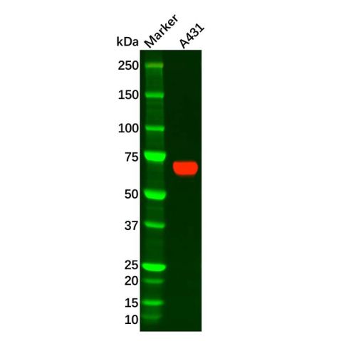 aladdin 阿拉丁 Ab122208 Placental alkaline phosphatase (PLAP) Antibody pAb; Rabbit anti Rat Placental alkaline phosphatase (PLAP) Antibody; WB; Unconjugated