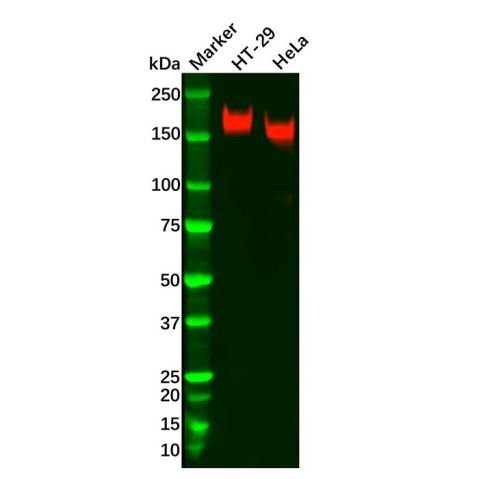 aladdin 阿拉丁 Ab122517 Recombinant PODXL Antibody Recombinant (R01-6W4); Rabbit anti Human PODXL Antibody; WB; Unconjugated