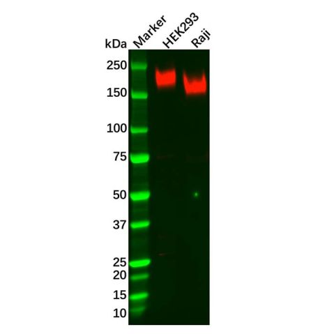 aladdin 阿拉丁 Ab122517 Recombinant PODXL Antibody Recombinant (R01-6W4); Rabbit anti Human PODXL Antibody; WB; Unconjugated