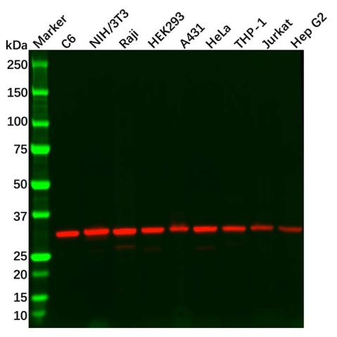 aladdin 阿拉丁 Ab133998 VDAC1/Porin Antibody pAb; Rabbit anti Human VDAC1/Porin Antibody; WB, IHC; Unconjugated