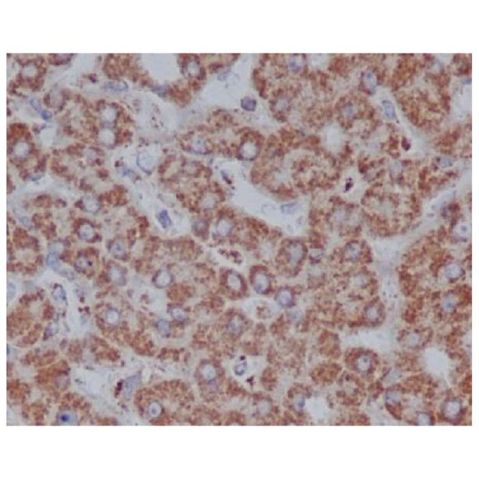 aladdin 阿拉丁 Ab133998 VDAC1/Porin Antibody pAb; Rabbit anti Human VDAC1/Porin Antibody; WB, IHC; Unconjugated