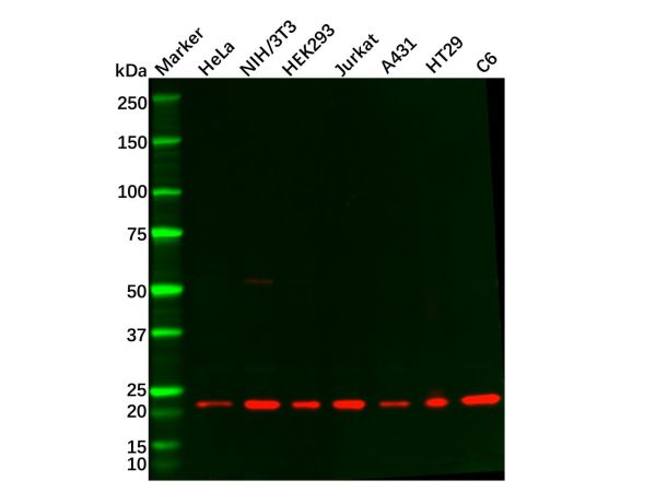 aladdin 阿拉丁 Ab124312 Rac1/2/3 Antibody pAb; Rabbit anti Human Rac1/2/3 Antibody; WB; Unconjugated