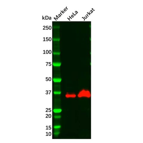 aladdin 阿拉丁 Ab134725 Wnt1 Antibody pAb; Rabbit anti Human Wnt1 Antibody; WB, IHC, IF, ICC; Unconjugated