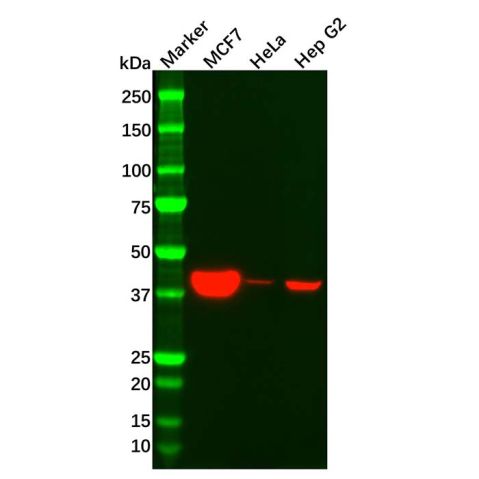 aladdin 阿拉丁 Ab129027 Recombinant SPOP Antibody Recombinant (R01-5B7); Rabbit anti Human SPOP Antibody; WB; Unconjugated
