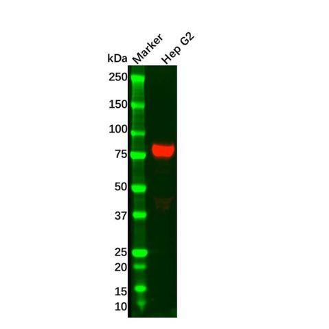 aladdin 阿拉丁 Ab132212 Transferrin Mouse mAb mAb (F3); Mouse anti Human Transferrin Antibody; WB, IHC; Unconjugated