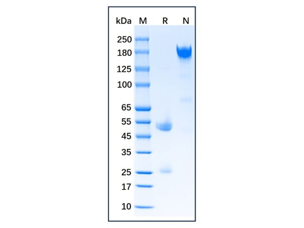 aladdin 阿拉丁 Ab141774 Rat IgG > 95%; Isotype Control Antibody; Rat IgG; Unconjugated