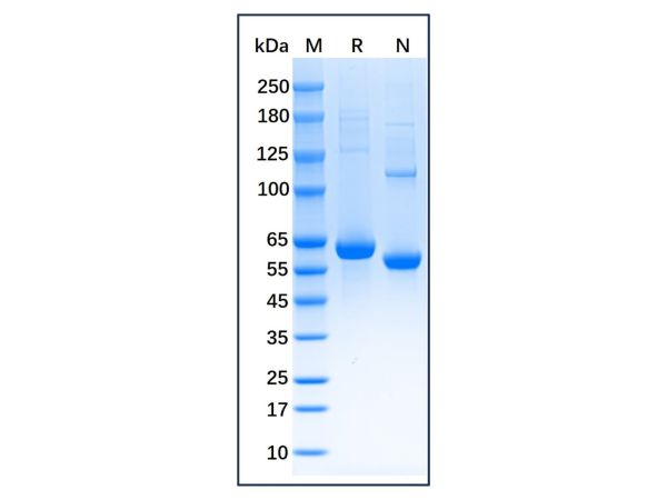 aladdin 阿拉丁 np140196 Native Mouse Serum Albumin Protein ≥95% (HPLC&SDS-PAGE) 