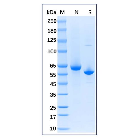 aladdin 阿拉丁 np140227 Native Rabbit Serum Albumin Protein ≥95% (HPLC&SDS-PAGE)