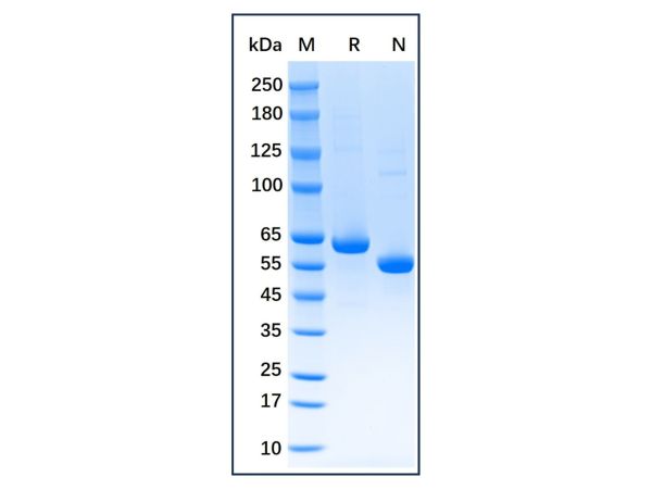 aladdin 阿拉丁 np140236 Native Rat Serum Albumin Protein ≥95% (HPLC&SDS-PAGE)