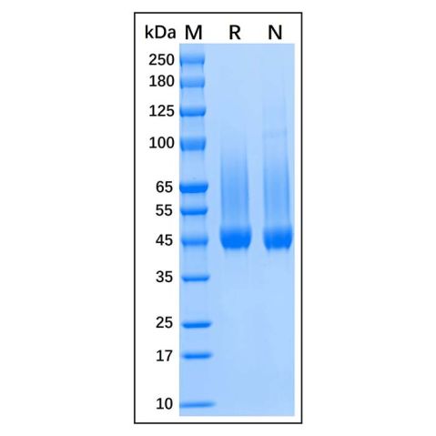 aladdin 阿拉丁 rp143264 Recombinant Human Biglycan Protein Animal Free, >95%(SDS-PAGE), Active, 293F, His tag, 38-368 aa