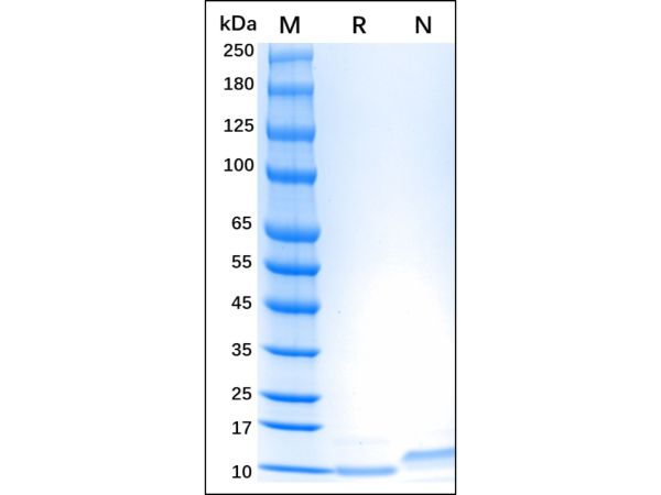 aladdin 阿拉丁 rp143731 Recombinant Human CCL18 Protein Carrier Free, ＞96%(SDS-PAGE,HPLC), Active, E.coli, No tag, 22-89 aa  