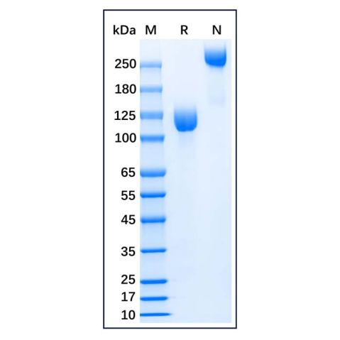 aladdin 阿拉丁 rp143784 Recombinant Human gp130 Protein Animal Free, >95%(SDS-PAGE), Active, 293F, His&Fc tag, 23-618aa