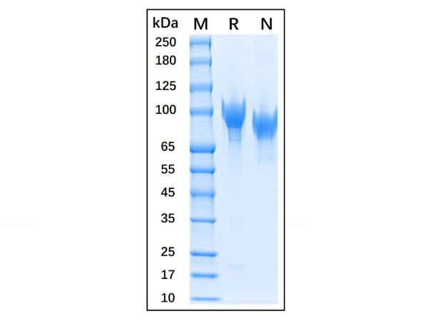 aladdin 阿拉丁 rp143954 Recombinant Human CD31/PECAM-1 Protein Animal Free, >95%(SDS-PAGE), Active, 293F, His tag, 28-601 aa 