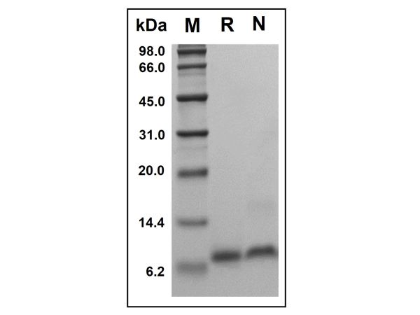 aladdin 阿拉丁 rp145645 Recombinant Human Epigen Protein Animal Free, >98% (SDS-PAGE and HPLC), Active, E. coli, No tag, 24-95aa