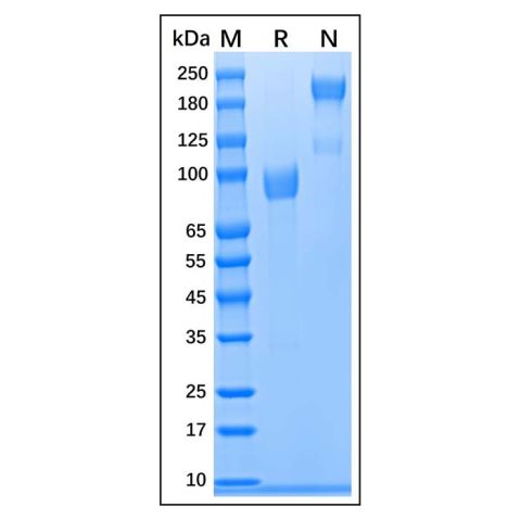aladdin 阿拉丁 rp146021 Recombinant Human FGFR4 protein Animal Free , >95%(SDS-PAGE), Active, 293F, Fc&His tag, 22-376 aa
