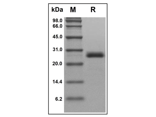 aladdin 阿拉丁 rp146383 Recombinant Human GDF6 Protein Animal Free, >95%(SDS-PAGE and HPLC), Active, E.coli, No tag, 336-455 aa