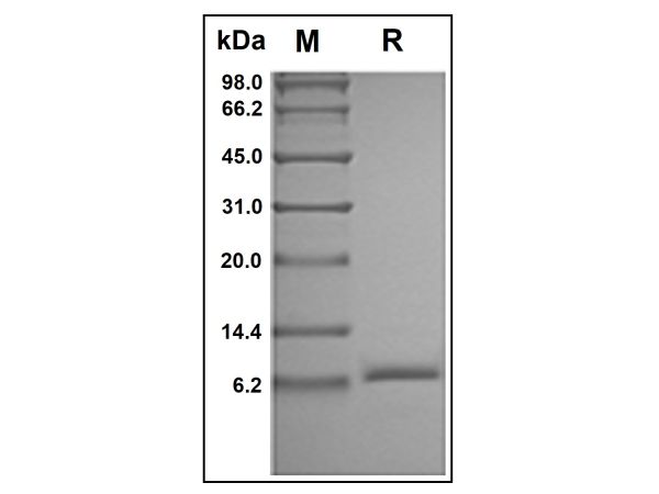 aladdin 阿拉丁 rp147265 Recombinant Human IGF2 Protein Animal Free, >98% (SDS-PAGE&HPLC), Active, E. coli, No tag, 25-91 aa