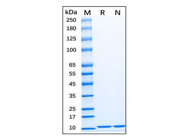 aladdin 阿拉丁 rp147396 Recombinant Human IL-13 Protein Animal Free, >98% (SDS-PAGE,HPLC), Active, E. coli, No tag, 35-146aa