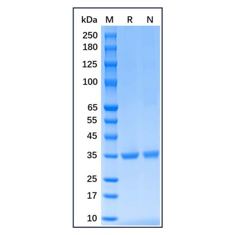 aladdin 阿拉丁 rp149860 Recombinant Human PCNA Protein Animal Free, >95% (SDS-PAGE), E.coli, His tag, 1-261 aa