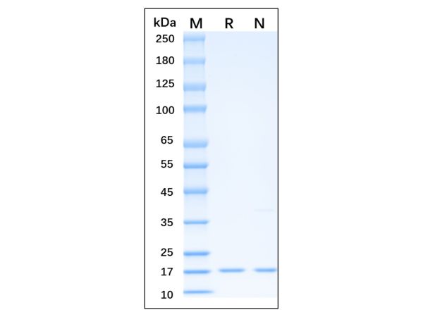 aladdin 阿拉丁 rp152616 Recombinant Human TRAIL Protein Animal Free, >95% SDS-PAGE, Active, E.coli, No tag, Arg115-Gly281