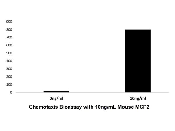 aladdin 阿拉丁 rp154359 Recombinant Mouse MCP2 Protein Animal Free, >97%(SDS-PAGE and HPLC), Active, E.coli, No tag, 24-97 aa